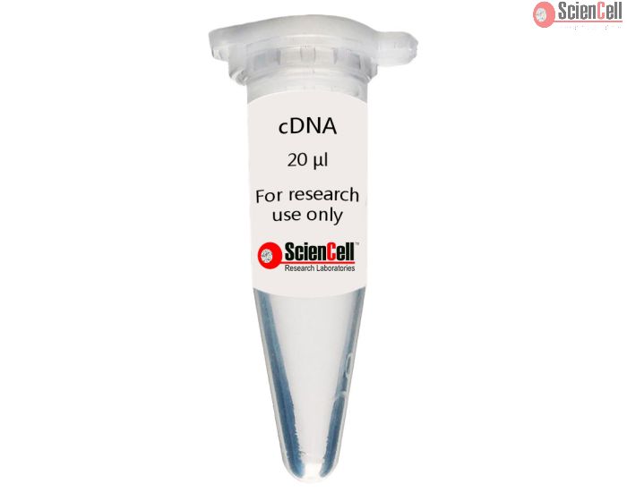 Human Colonic Smooth Muscle Cell cDNA