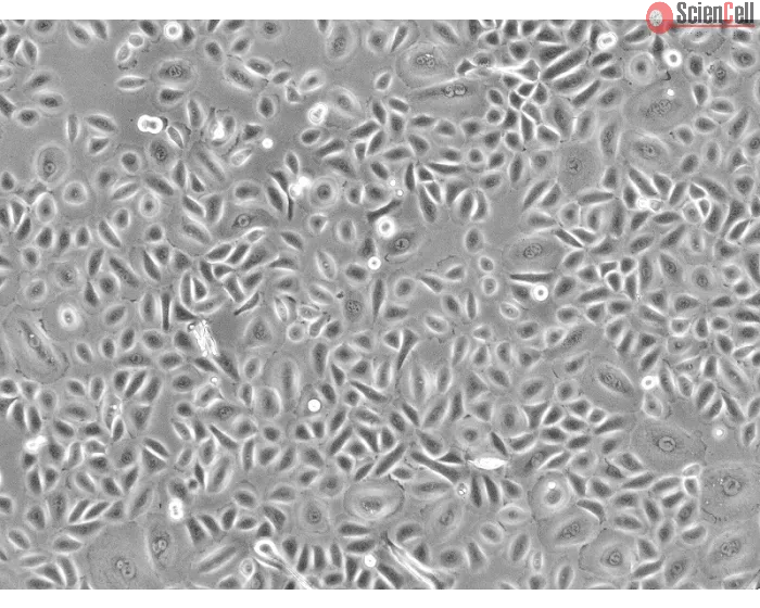 Human Conjunctival Epithelial Cells (HConEpiC) - Phase contrast, 100x.
