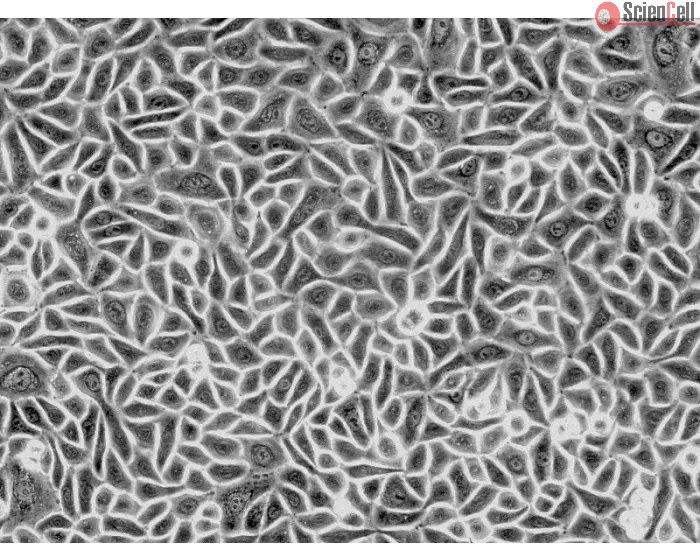 Human Hair Follicular Keratinocytes (HHFK) - Phase contrast, 200x.
