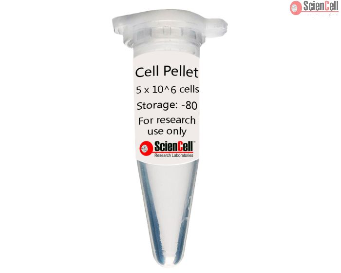 Human Intestinal Smooth Muscle Cell Pellet   