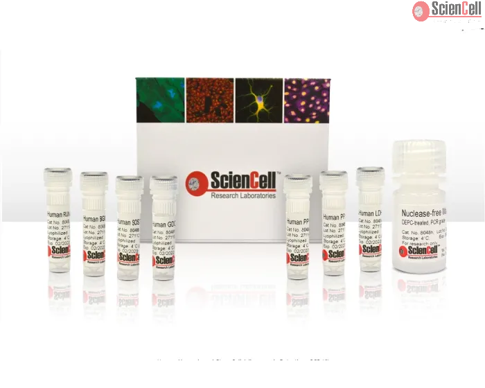 Human Mesenchymal Stem Cell Osteogenesis Detection qPCR Kit