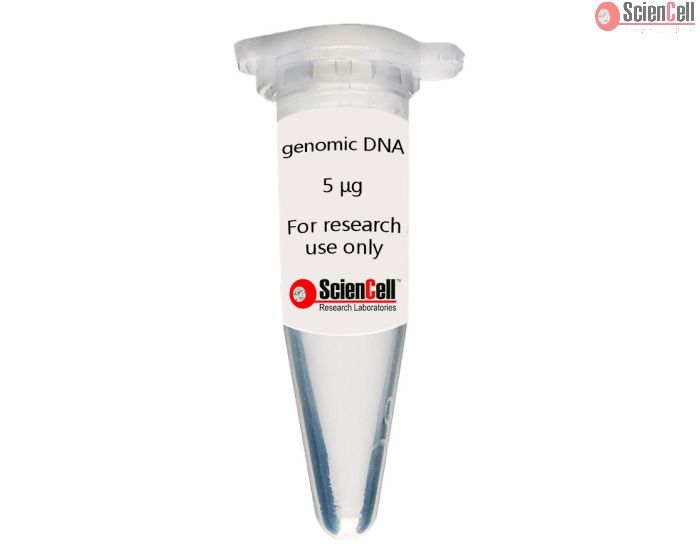 Human Oral Fibroblast Genomic DNA 