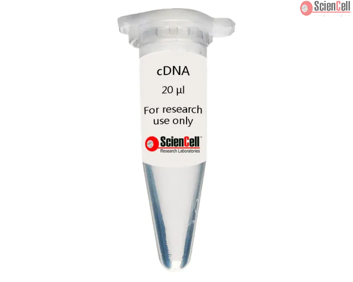 Human Splenic Endothelial Cell cDNA