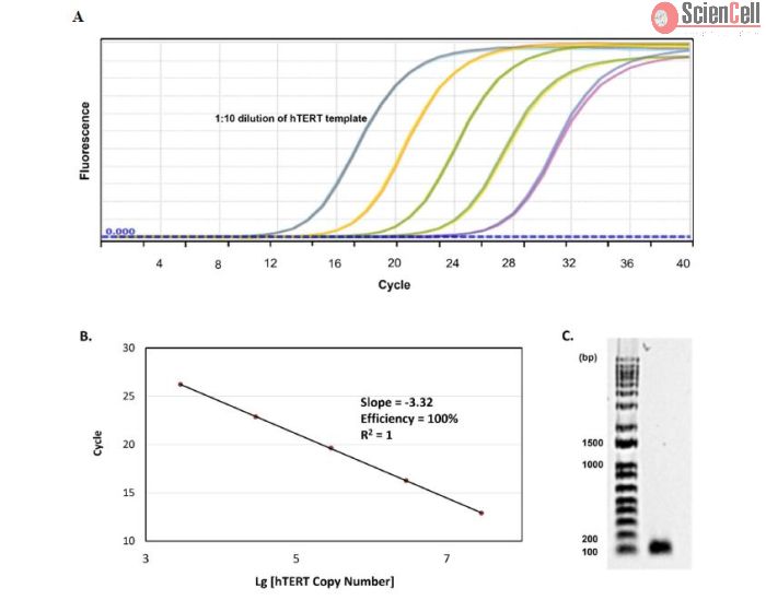 Quality assessment of hTERT primer set. (A) qPCR amplification curves using
serially diluted hTERT template. (B) Derivation of qPCR efficiency of hTERT primer set. (C) Separation of hTERT qPCR product by gel electrophoresis.