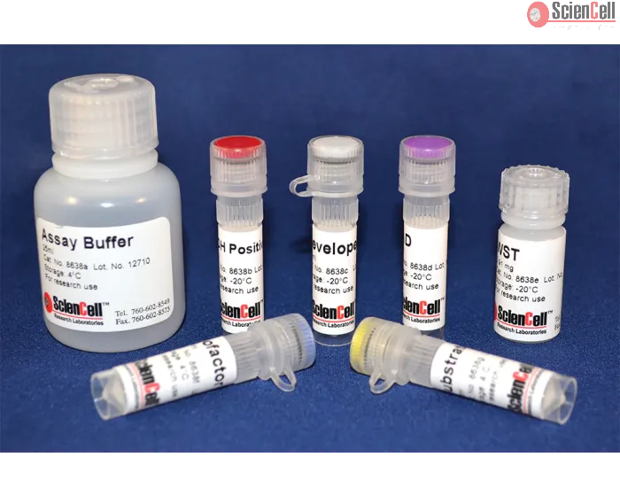 Malate Dehydrogenase Assay