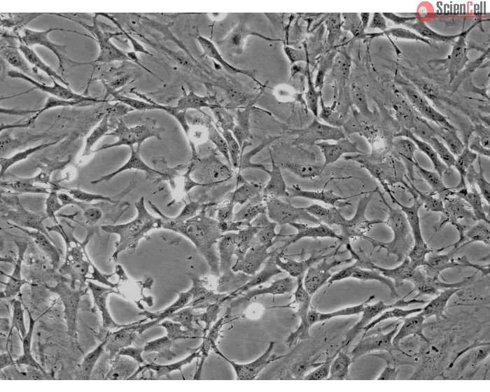 Mouse Astrocytes-cerebellar (MA-c) - Phase contrast, 200x.
