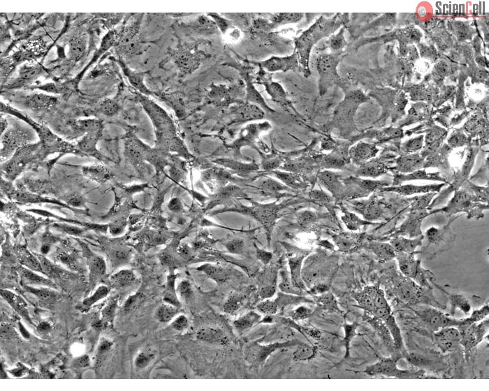 Mouse Astrocytes-spinal cord (MA-sc) - Phase contrast