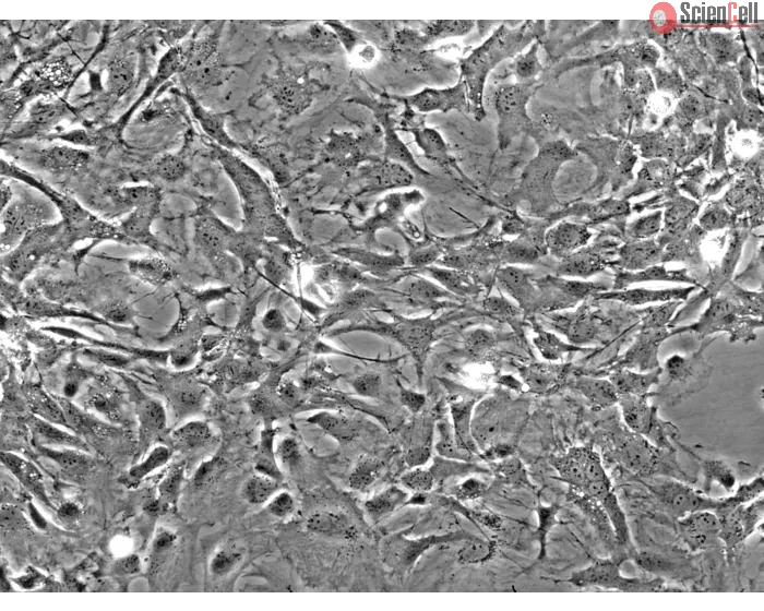 Mouse Astrocytes-spinal cord (MA-sc) - Phase contrast, 200x.
