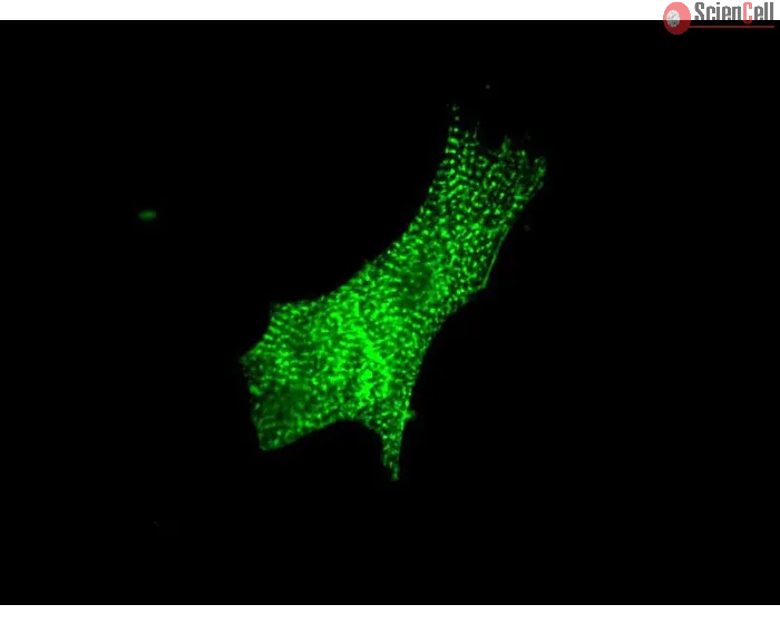 Mouse Cardiac Myocytes (MCM) – Immunostaining for Sarcomeric alpha-Actinin (Boster, Cat #MA1104)
