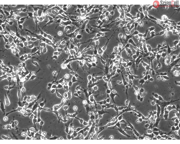Mouse Cerebellar Granule Cells (MGC) - Phase contrast