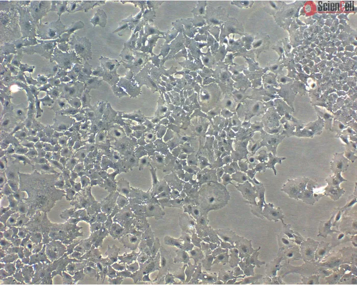 Mouse Lens Epithelial Cells (MLEpiC) - Phase Contrast, 100x