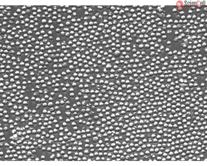Mouse Lymphatic Mononuclear Cells (MLMC) – Relief Contrast, 200x
