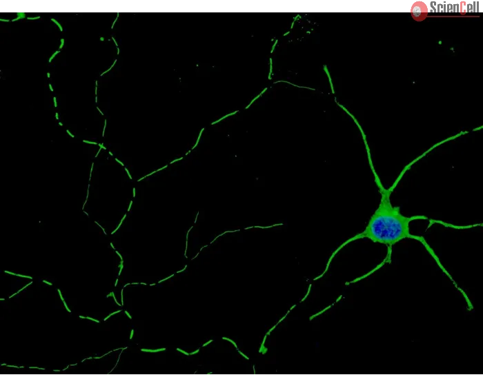 Mouse Neurons-cortical from C57BL/6