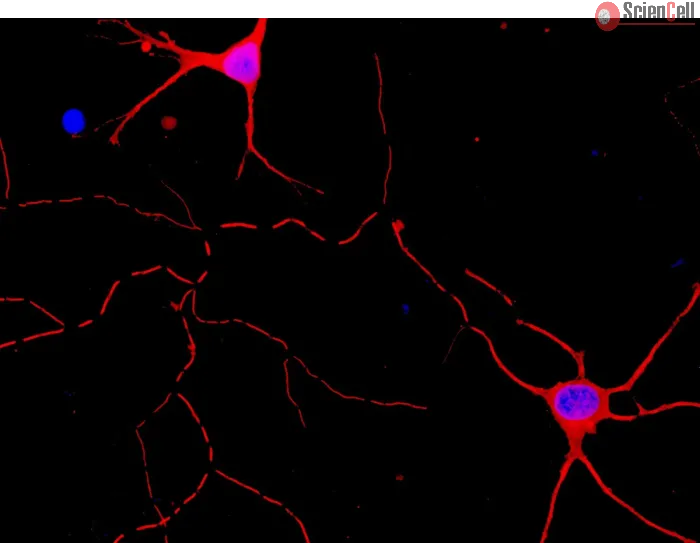 Mouse Neurons-cortical from CD1