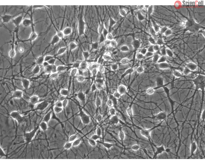 Mouse Neurons-cortical (MN-c) - Phase contrast, 400x.
