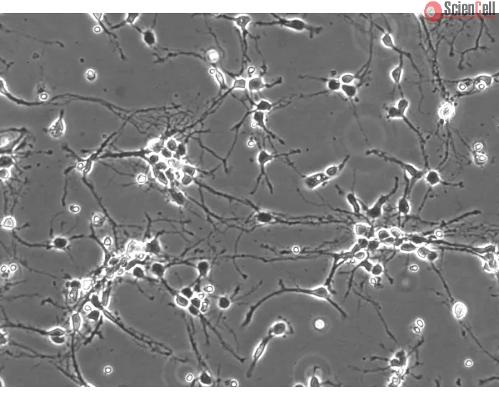 Mouse Neurons-dorsal spinal cord (MN-dsc) - Phase contrast, 200x.
