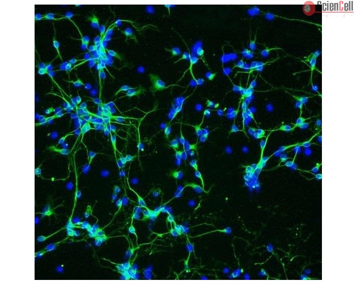 Mouse Neurons-substania nigra (MN-sn) - Immunostaining for &beta;-Tubulin III