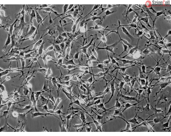 Mouse Schwann Cells (MSC) - Phase contrast, 200x.
