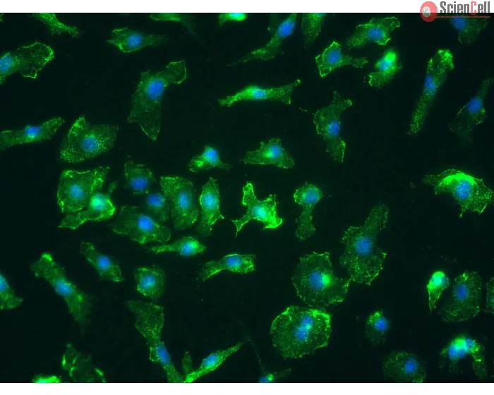 Mouse Splenic Macrophages (MSMa) – Immunostaining for CD11b, 400x
