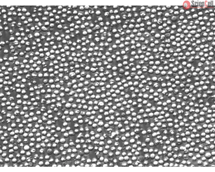 Mouse Splenocytes (MS) – Relief Contrast, 400x
