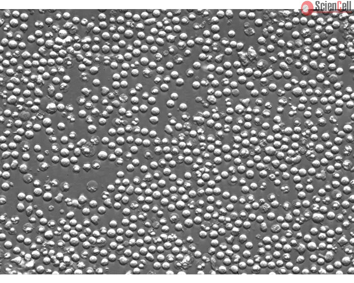 Mouse Splenocytes (MS) – Relief Contrast, 400x
