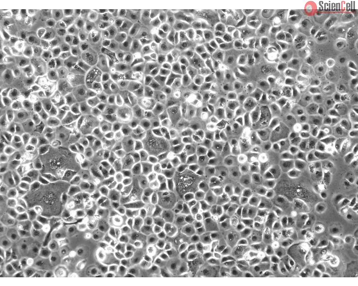 Porcine Corneal Epithelial Cells (PCEpiC) - Phase contrast, 100x.
