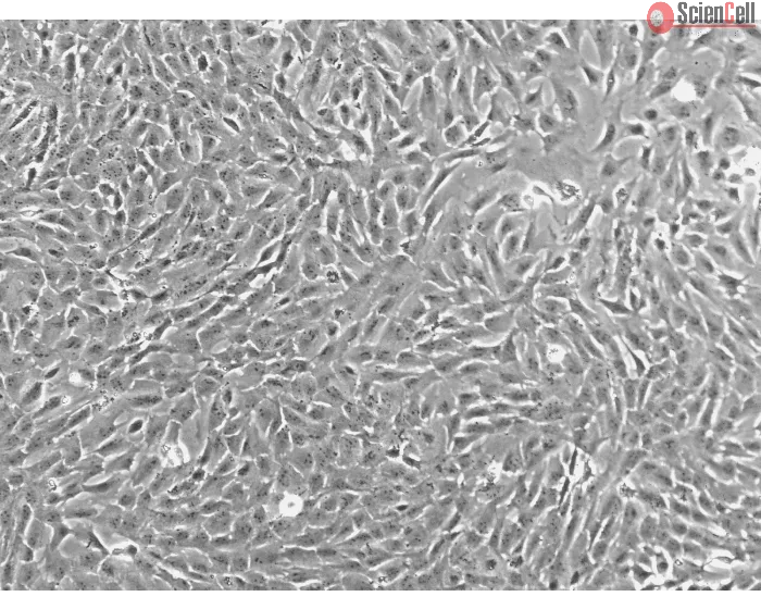 Porcine Retinal Pigment Epithelial Cells (PRPEpic) - Phase Contrast 100X