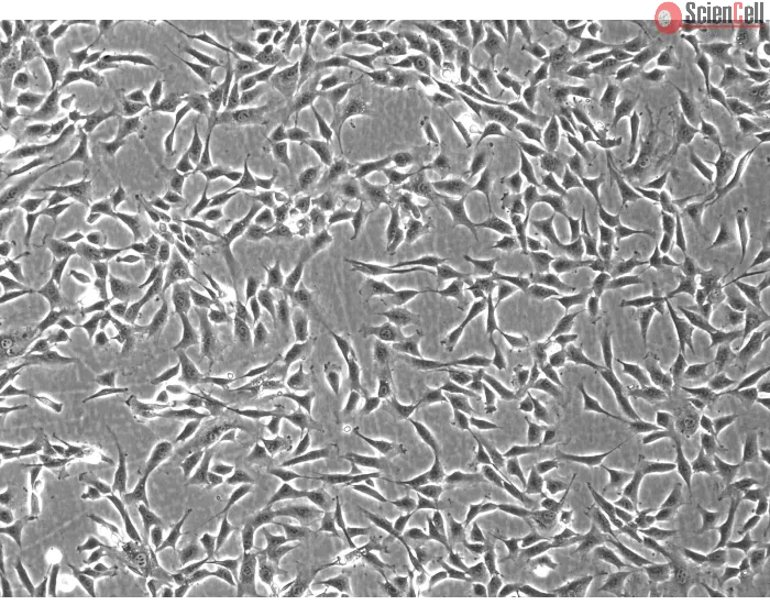 Rabbit Dermal Fibroblasts (RabDF) – Phase Contrast, 100X.
