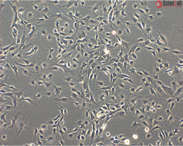 Rabbit Iris Pigment Epithelial Cells (RabIPEpiC)- Phase Contrast, 100x