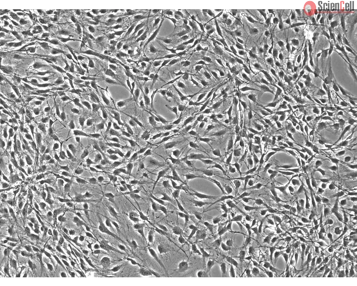 Rat Astrocytes-adult – Phase Contrast, 100x
