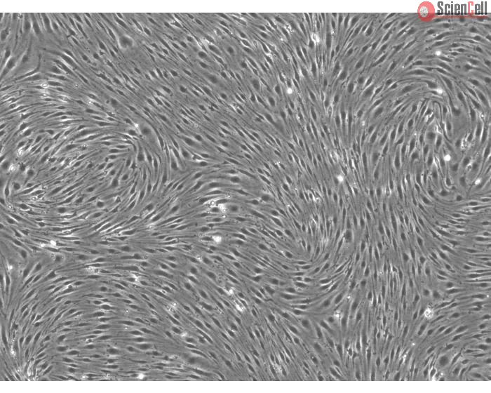 Rat Brain Microvascular Endothelial Cells - Phase contrast, 100x.