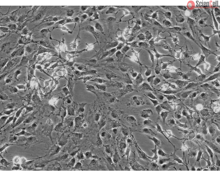 Rat Dermal Fibroblasts (RDF) - Phase contrast, 100x.
