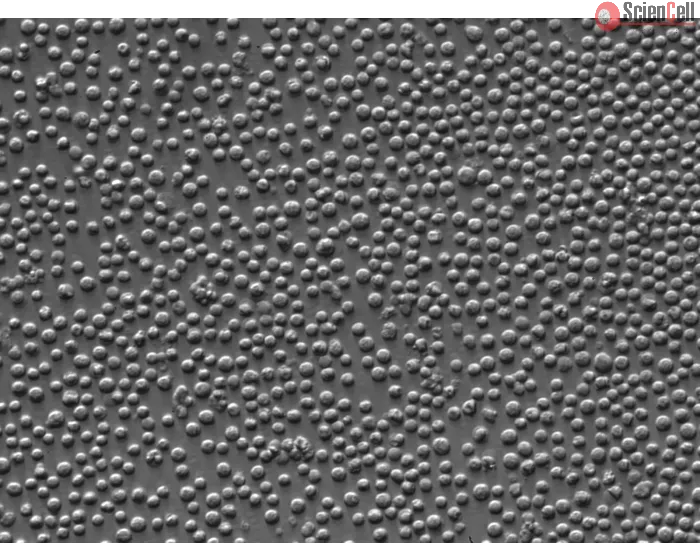 Rat Lymphatic Mononuclear Cells (RLMC) – Relief contrast, 400x
