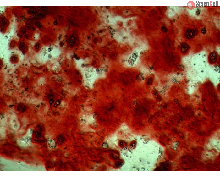 R7500 Osteogenic Differentiation b