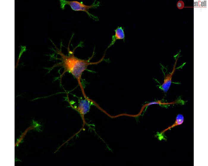 Rat neurons - cortical (R1520) - Immunostaining for Beta Tubulin III (red) and F-actin (green), 600x