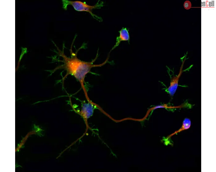 Rat neurons - cortical (R1520) - Immunostaining for Beta Tubulin III (red) and F-actin (green), 600x