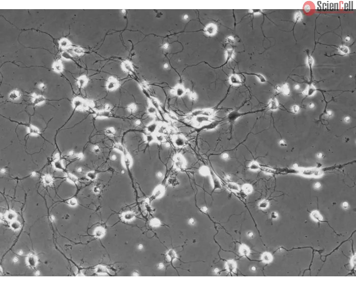 Rat Neurons-spinal cord (RN-sc) - Phase contrast, 200x.
