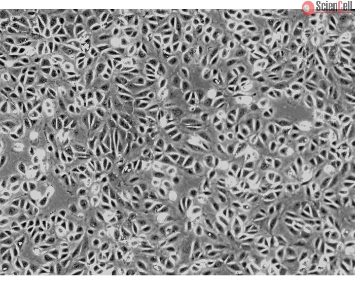 Rat Renal Proximal Tubular Epithelial Cells (RRPTEpiC) - Phase contrast