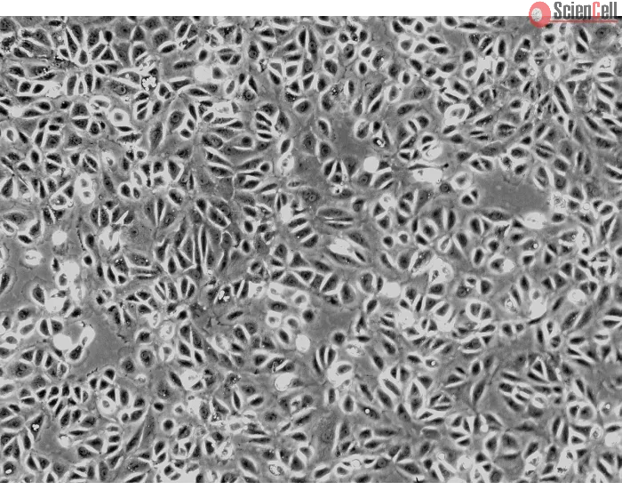 Rat Renal Proximal Tubular Epithelial Cells (RRPTEpiC) - Phase contrast, 100x.
