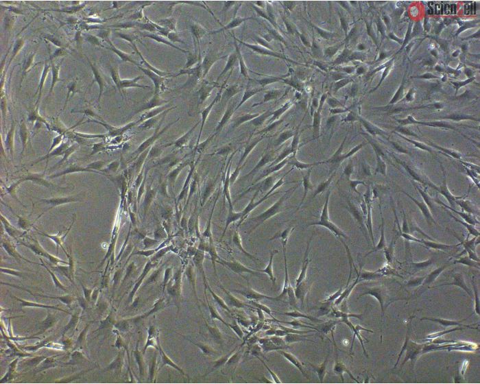 Rat Sertoli Cells (RSerC) - Phase Contrast, 100x