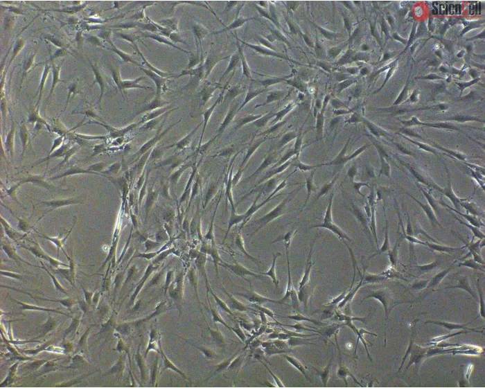 Rat Sertoli Cells (RSerC) - Phase Contrast, 100x