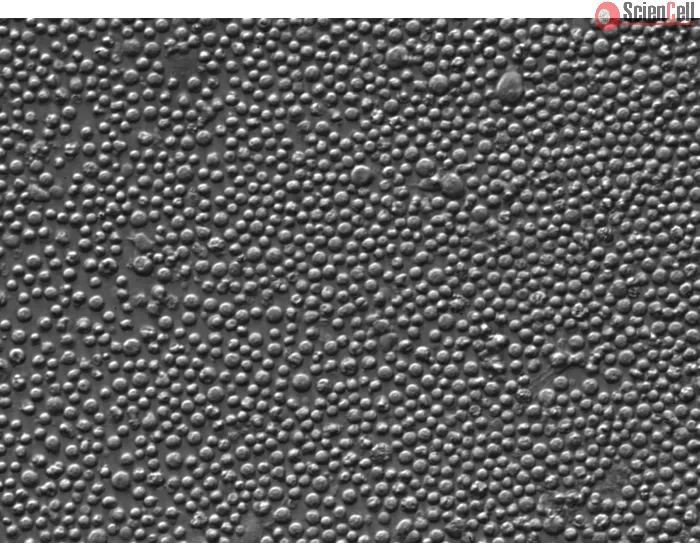 Rat Splenocytes (RS) – Relief contrast, 400x
