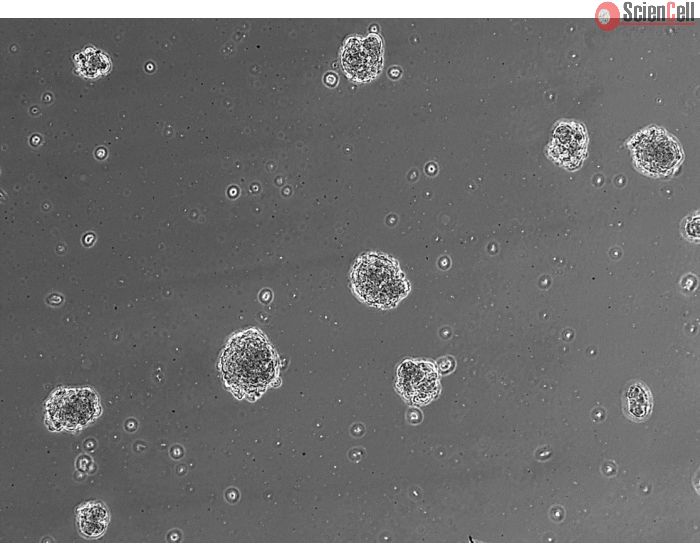 Ready-to-use 3D human BBB spheroids at 24 hours after thawing
