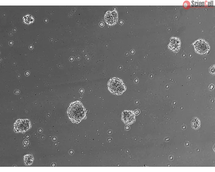 Ready-to-use 3D human BBB spheroids at 24 hours after thawing
