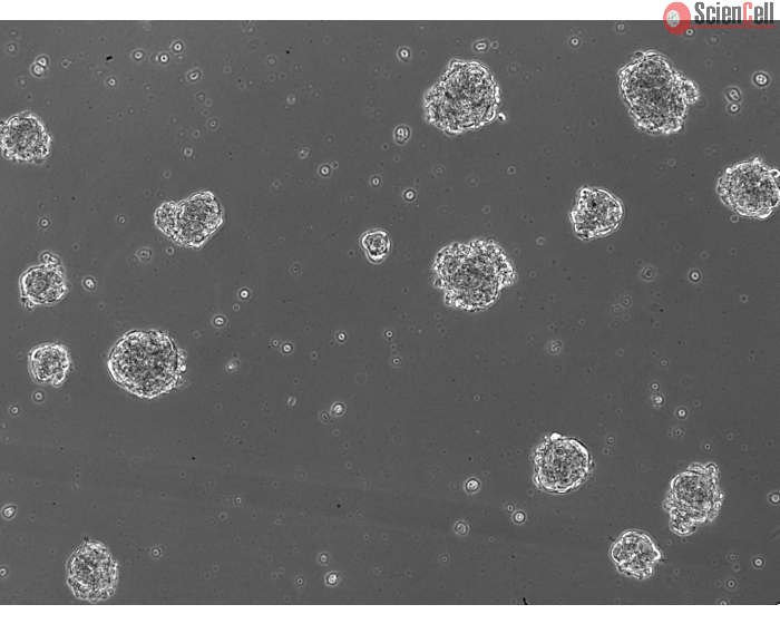 A. Ready-to-use 3D human BBB spheroids at 48 hours after thawing