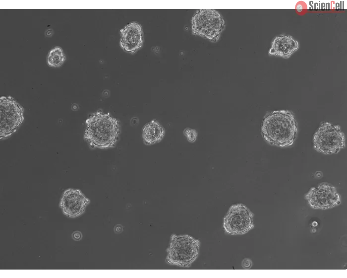 Ready-to-use 3D osteoblast spheroids at 24 hours after thawing