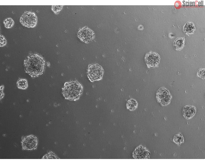 Ready-to-use 3D chondrocyte spheroids at 24 hours after thawing