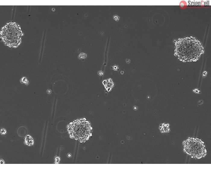 Ready-to-use 3D MSC Spheroids at Day 1 post thawing