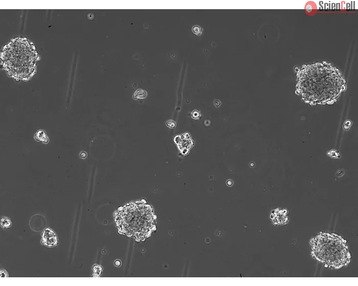 Ready-to-use 3D MSC Spheroids at Day 1 post thawing