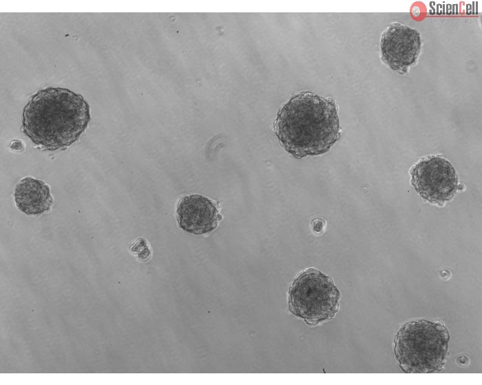 Ready-to-use 3D HTMC Spheroids at Day 1 Post Thawing